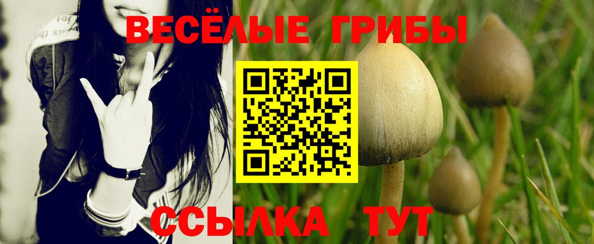 Псилоцибиновые грибы Psilocybe Уссурийск